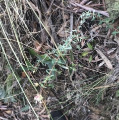 Pimelea linifolia subsp. linifolia at Acton, ACT - 13 Jul 2021