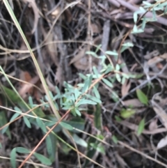 Pimelea linifolia subsp. linifolia at Acton, ACT - 13 Jul 2021