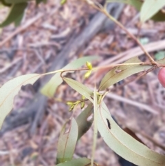 Eucalyptus sp. (A Gum Tree) at Mt Holland - 13 Jun 2021 by danswell