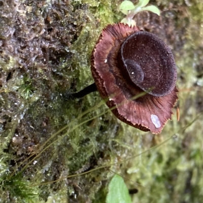 Unverified Fungus at Paddys River, ACT - 19 Jul 2021 by AnneG1