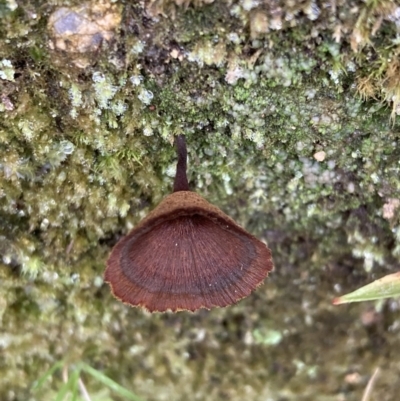 Coltricia sp. at Paddys River, ACT - 19 Jul 2021 by AnneG1