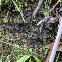 Peltigera (A foliose lichen) at Paddys River, ACT - 19 Jul 2021 by AnneG1