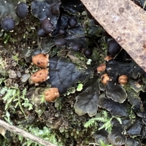 Peltigera at Paddys River, ACT - 19 Jul 2021 02:29 PM