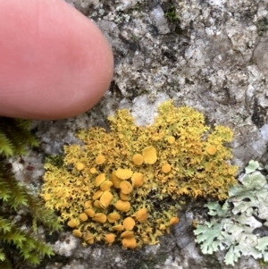 Teloschistes sp. (genus) at Paddys River, ACT - 19 Jul 2021