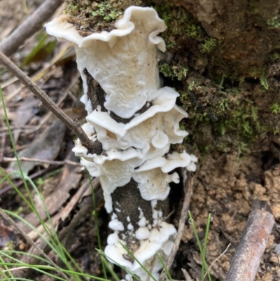 Byssomerulius corium (Netted Crust) at Paddys River, ACT - 19 Jul 2021 by AnneG1