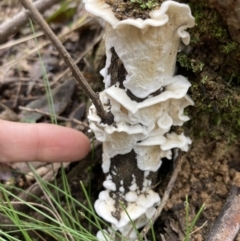 Byssomerulius corium at Paddys River, ACT - 19 Jul 2021 02:55 PM