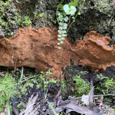 Phellinus sp. (non-resupinate) (A polypore) at Paddys River, ACT - 19 Jul 2021 by AnneG1