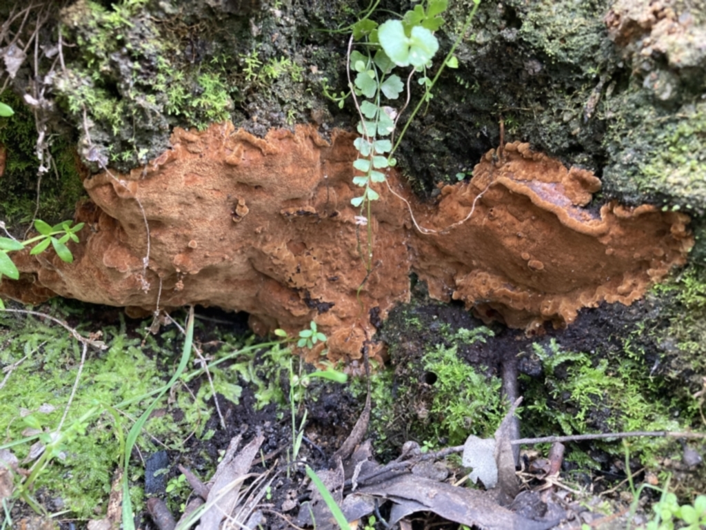 Phellinus sp. (non-resupinate) at Paddys River, ACT - 19 Jul 2021