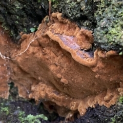 Phellinus sp. (non-resupinate) at Paddys River, ACT - 19 Jul 2021