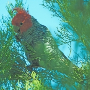 Callocephalon fimbriatum at Holt, ACT - suppressed