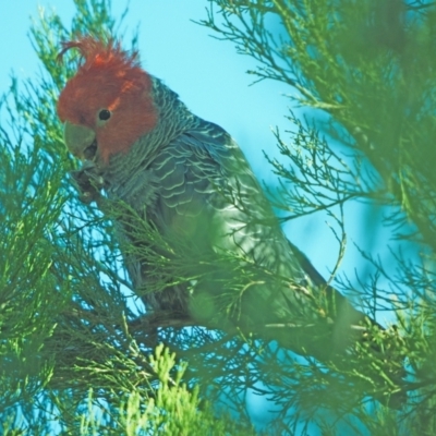 Callocephalon fimbriatum (Gang-gang Cockatoo) at Holt, ACT - 21 Jul 2021 by wombey