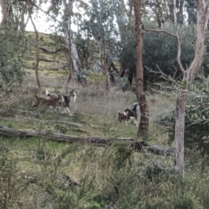 Capra hircus at Springdale Heights, NSW - 21 Jul 2021