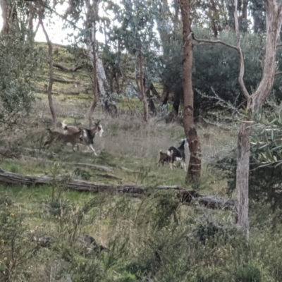 Capra hircus (Wild Goat) at Springdale Heights, NSW - 21 Jul 2021 by ChrisAllen