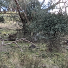 Capra hircus at Springdale Heights, NSW - 21 Jul 2021 01:57 PM