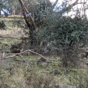 Capra hircus at Springdale Heights, NSW - 21 Jul 2021 01:57 PM