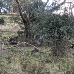 Capra hircus at Springdale Heights, NSW - 21 Jul 2021