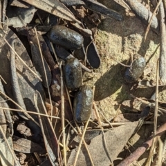 Capra hircus at Springdale Heights, NSW - 21 Jul 2021 01:57 PM