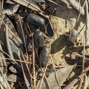 Capra hircus at Springdale Heights, NSW - 21 Jul 2021 01:57 PM
