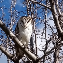 Tyto alba (Barn Owl) at Wodonga - 21 Jul 2021 by Zibet