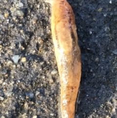 Ambigolimax nyctelia (Striped Field Slug) at Sullivans Creek, Lyneham South - 14 Jul 2021 by Tapirlord