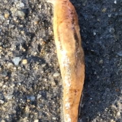 Ambigolimax sp. (valentius and waterstoni) (Striped Field Slug) at Lyneham, ACT - 15 Jul 2021 by Tapirlord