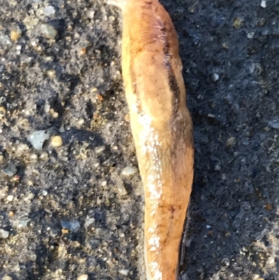 Ambigolimax nyctelia (Striped Field Slug) at Sullivans Creek, Lyneham South - 14 Jul 2021 by Tapirlord