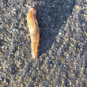 Ambigolimax sp. (valentius and waterstoni) at Lyneham, ACT - suppressed