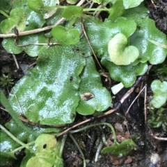 Lunularia cruciata (A thallose liverwort) at Sullivans Creek, Lyneham South - 19 Jul 2021 by Tapirlord