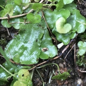 Lunularia cruciata at Lyneham, ACT - 19 Jul 2021