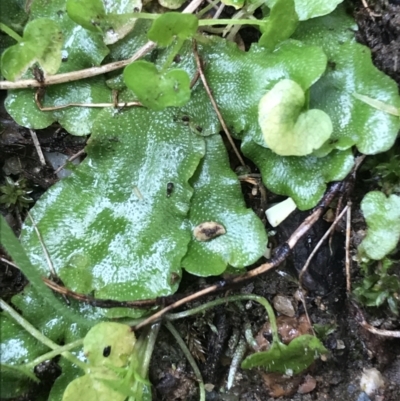 Lunularia cruciata (A thallose liverwort) at Sullivans Creek, Lyneham South - 19 Jul 2021 by Tapirlord