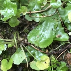 Lunularia cruciata at Lyneham, ACT - 19 Jul 2021