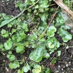 Lunularia cruciata at Lyneham, ACT - suppressed