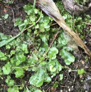 Lunularia cruciata at Lyneham, ACT - 19 Jul 2021