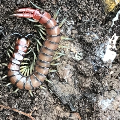 Cormocephalus aurantiipes (Orange-legged Centipede) at Black Mountain - 20 Jul 2021 by Tapirlord