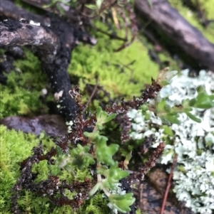 Crassula sieberiana at Acton, ACT - 20 Jul 2021 10:34 AM