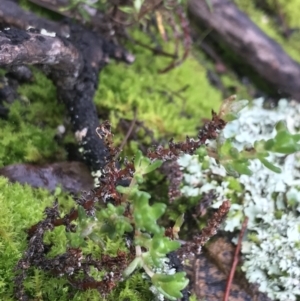 Crassula sieberiana at Acton, ACT - 20 Jul 2021