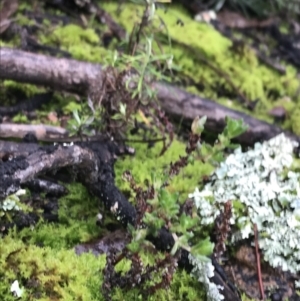 Crassula sieberiana at Acton, ACT - 20 Jul 2021