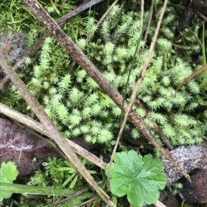 Bartramiaceae at Acton, ACT - 20 Jul 2021