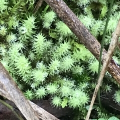 Bartramiaceae at Acton, ACT - 20 Jul 2021