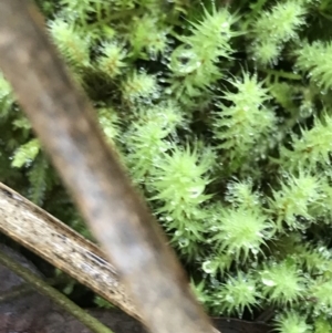 Bartramiaceae at Acton, ACT - 20 Jul 2021