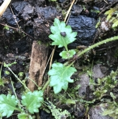 Veronica plebeia (Trailing Speedwell, Creeping Speedwell) at Black Mountain - 20 Jul 2021 by Tapirlord