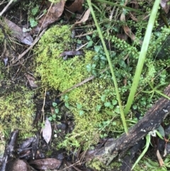 Veronica plebeia at Acton, ACT - 20 Jul 2021