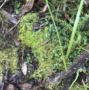 Veronica plebeia at Acton, ACT - 20 Jul 2021