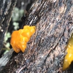 Tremella mesenterica (Witch's Butter or Yellow Brain) at Black Mountain - 20 Jul 2021 by Tapirlord