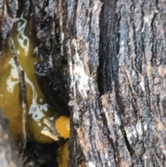 Tremella mesenterica at Acton, ACT - 20 Jul 2021