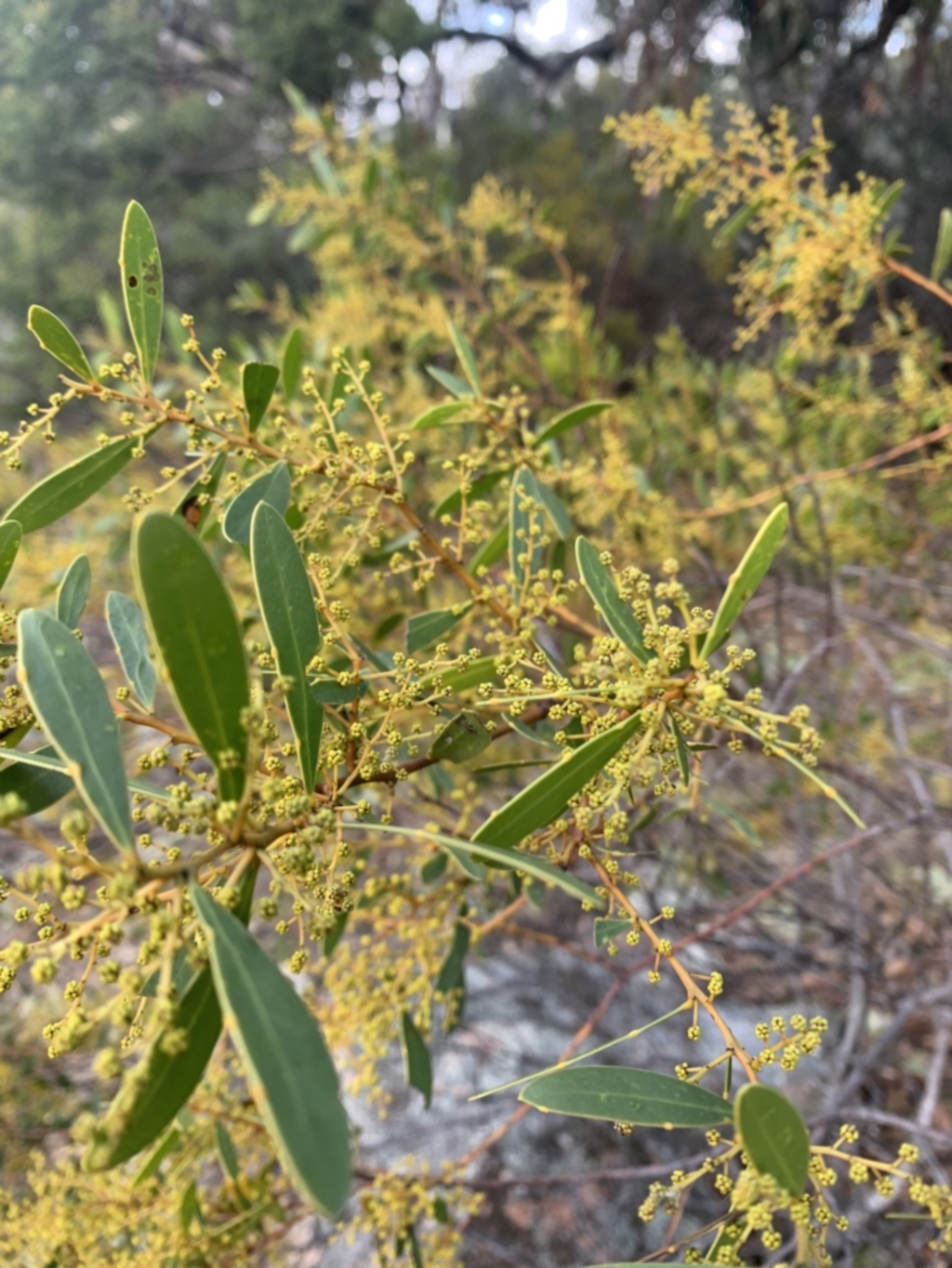 Acacia buxifolia subsp. buxifolia at Corrowong, NSW - 26 Jun 2021