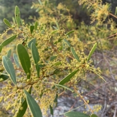 Acacia buxifolia subsp. buxifolia (Box-leaf Wattle) at Black Flat at Corrowong - 26 Jun 2021 by BlackFlat