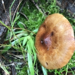 Unidentified Cap on a stem; gills below cap [mushrooms or mushroom-like] at Black Mountain - 20 Jul 2021 by Tapirlord