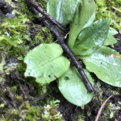 Pterostylis nutans (Nodding Greenhood) at Black Mountain - 20 Jul 2021 by Tapirlord