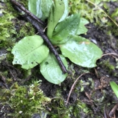 Pterostylis nutans at Acton, ACT - suppressed